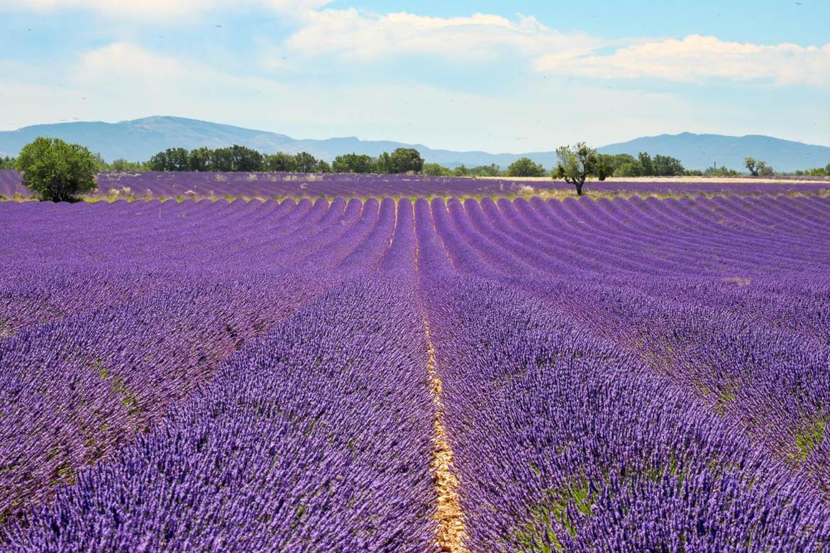 Gite Le Petit Vallon Allemagne-en-Provence Eksteriør bilde